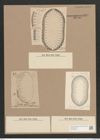 Surirella sp. (de-Toni-Nr.: Genus 53, Species 2370 ?) Zeichnungen Sammlung Grunow Nr. 4829 (NHMW-BOT-W0372990)